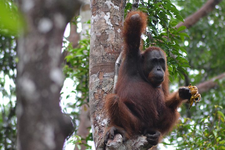 Dayak Lamandau en orang-oetan Tanjung Puting Park Tour 6 dagen