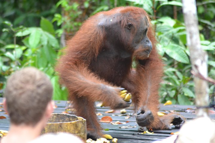 Dayak Lamandau en orang-oetan Tanjung Puting Park Tour 6 dagen