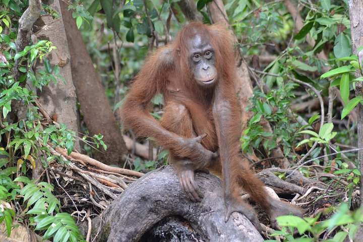 5 Days Truly Orangutan Wildlife Jungle Trail