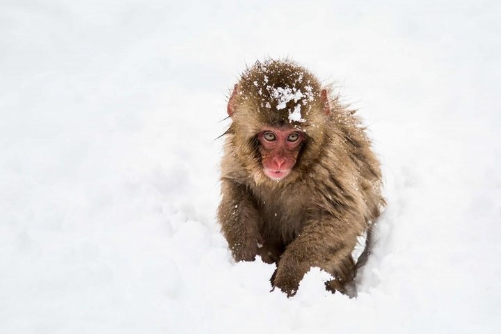 1 - Dag Snow Monkeys, Zenko-ji Temple & Sake i Nagano