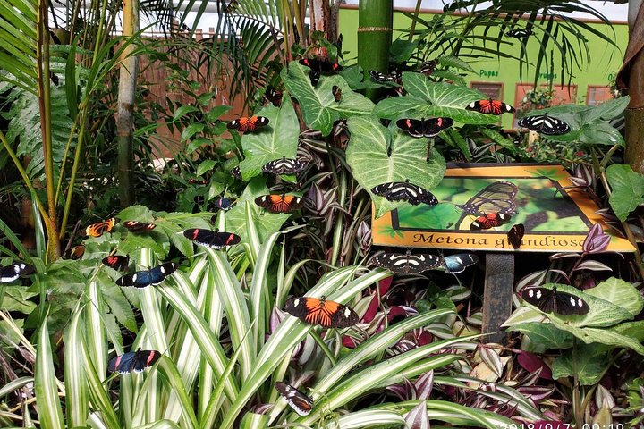 Privat tur til Mindo Cloud Forest: Chokolade, Kaffe, Fugle, Natur