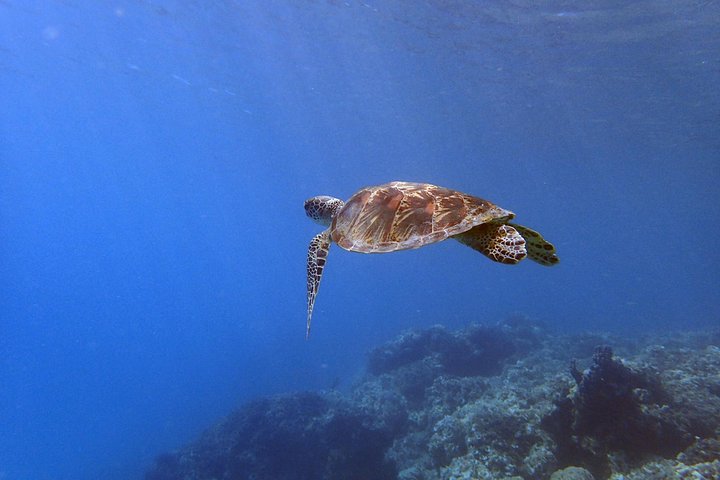 Guam's Best Shore Diving! Beginner and Advanced Dives