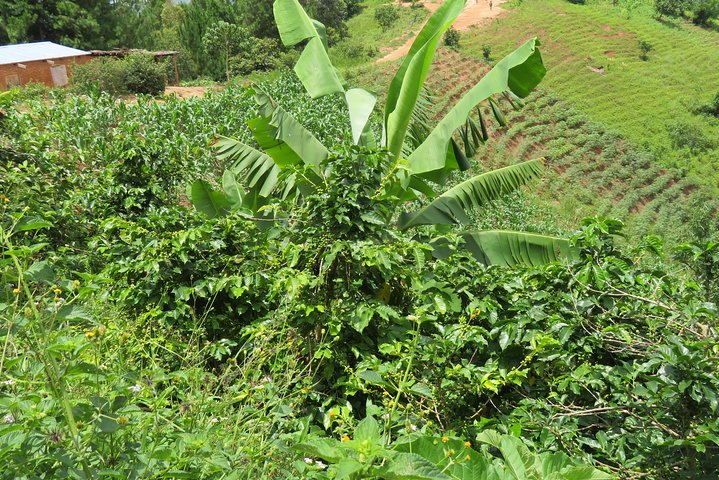 Visita a la granja de café visita en Mzuzu, Malawi
