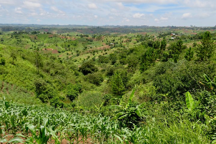 Visita a la granja de café visita en Mzuzu, Malawi
