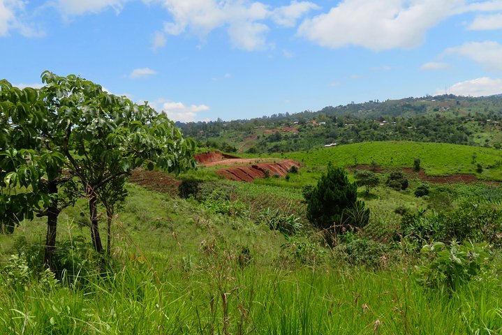 Visita a la granja de café visita en Mzuzu, Malawi