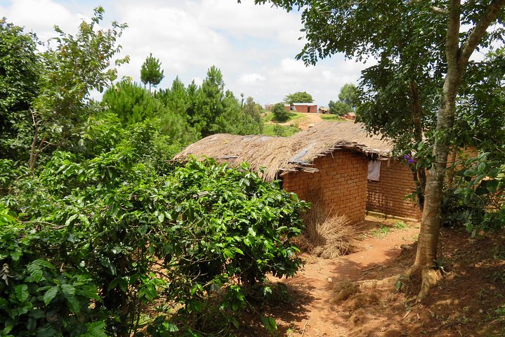 Visita a la granja de café visita en Mzuzu, Malawi