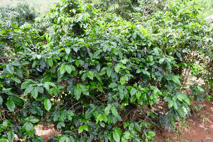 Visita a la granja de café visita en Mzuzu, Malawi