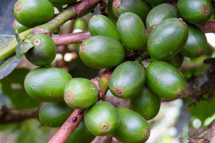 Visita a la granja de café visita en Mzuzu, Malawi