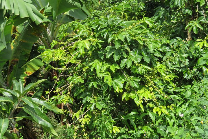 Visita a la granja de café visita en Mzuzu, Malawi