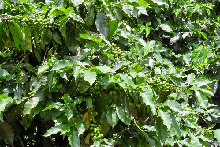 Visita a la granja de café visita en Mzuzu, Malawi