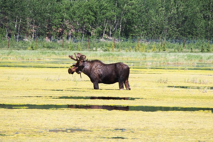 Journée en Arctique : excursion dans la réserve naturelle du Yukon et les sources chaudes | demi-journée