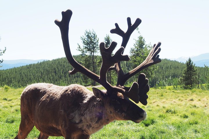 Journée en Arctique : excursion dans la réserve naturelle du Yukon et les sources chaudes | demi-journée