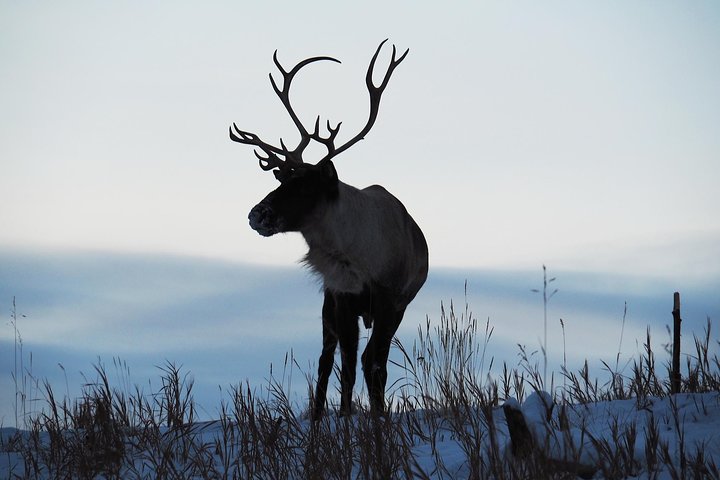 Journée en Arctique : excursion dans la réserve naturelle du Yukon et les sources chaudes | demi-journée