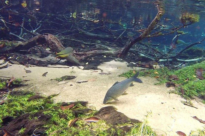 Ohne Anstehen: Recanto Ecologico Rio da Prata Ticket inklusive Trail & Schnorcheln