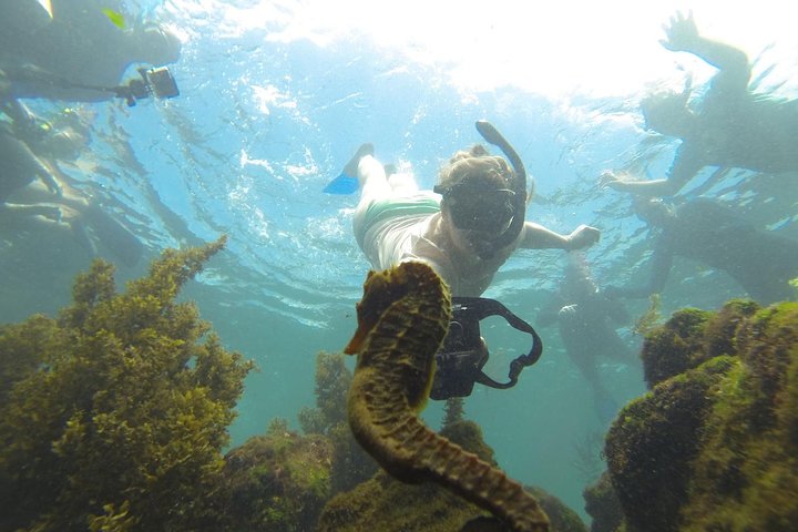 Los Tuneles Day Tour Snorkeling and Swimming with Wildlife