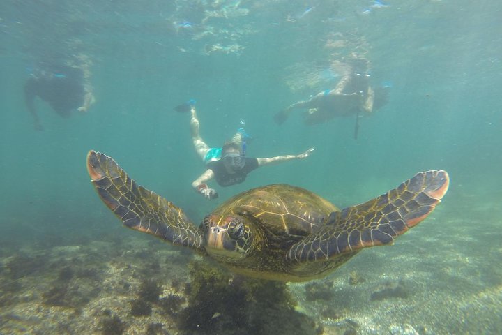 Los Tuneles Day Tour Snorkeling and Swimming with Wildlife