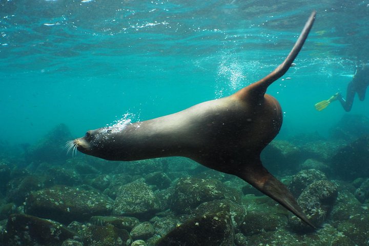 Los Tuneles Day Tour Snorkeling and Swimming with Wildlife
