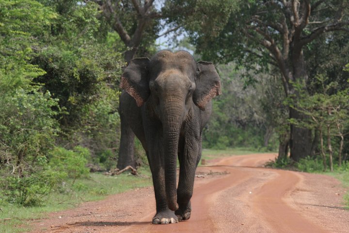 Special Leoparden und Elefanten Safari - 04.30 bis 11.30 Uhr