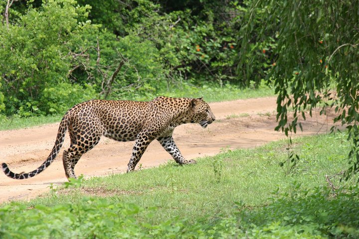 Special Leoparden und Elefanten Safari - 04.30 bis 11.30 Uhr