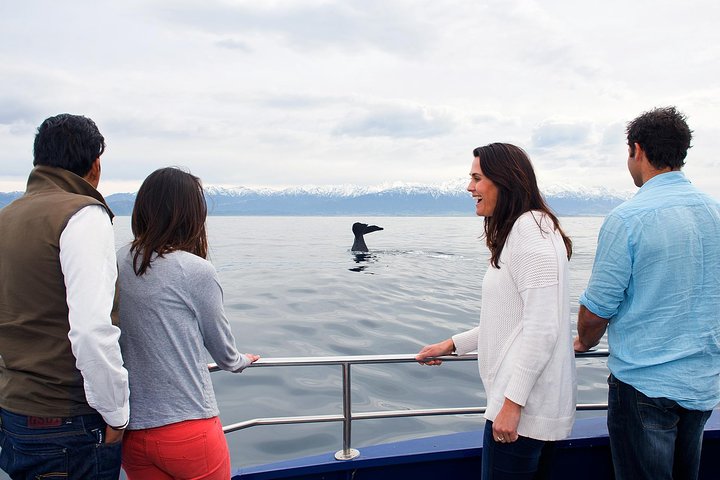 Tour de un día desde Christchurch para avistar ballenas en Kaikoura