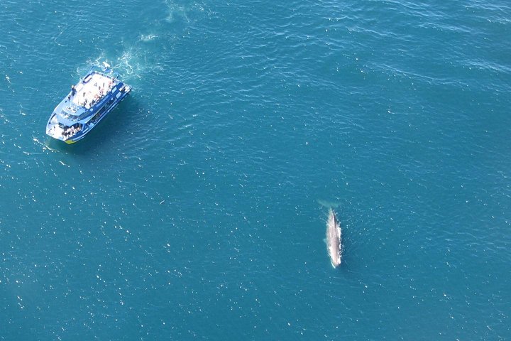 Tour de un día desde Christchurch para avistar ballenas en Kaikoura