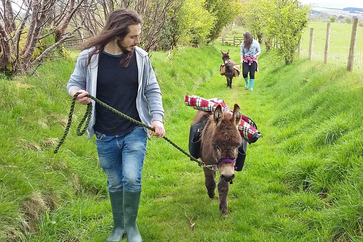 Natursköna promenader med miniåsnor i de vackra Brecon Beacons