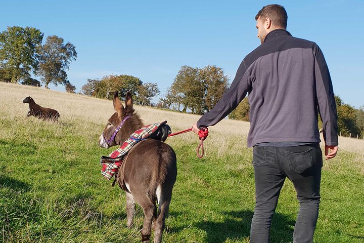 Natursköna promenader med miniåsnor i de vackra Brecon Beacons