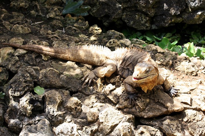 Barbados Island Tour med Lunch och Wildlife Sanctuary