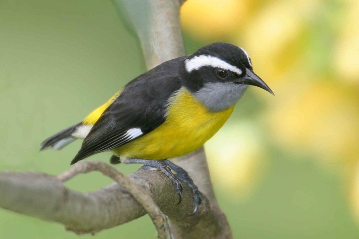 Barbados Island Tour med Lunch och Wildlife Sanctuary