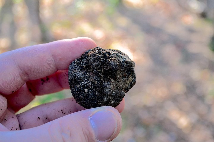 Experiencia de caza de trufas con almuerzo en San Miniato
