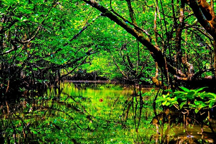Bintan Mangrove Discovery Tour