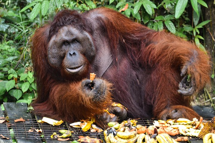 En glimt av Orang Utan i Semenggoh Wildlife Centre