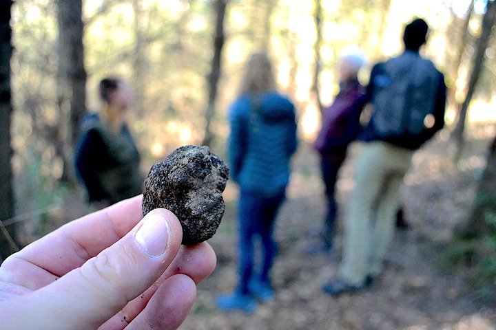 Experiencia de caza de trufas con almuerzo en San Miniato