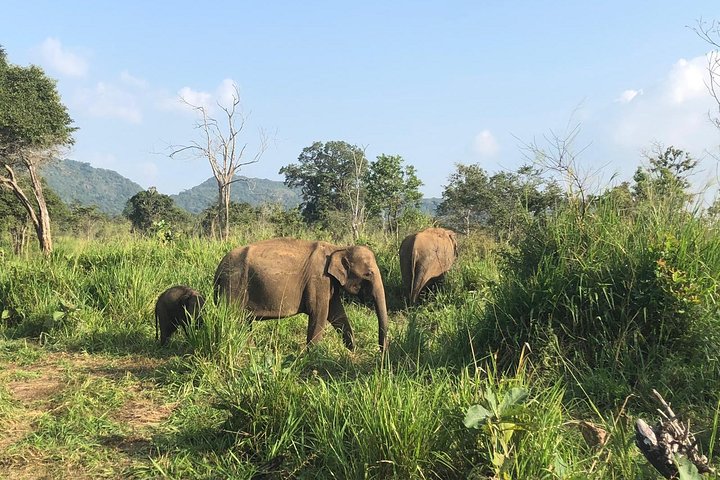 Minneriya luxury jeep safari