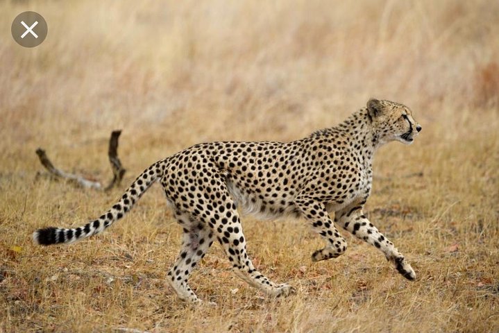 Natuurreservaat Pilanesberg & Safari Park Lion Private