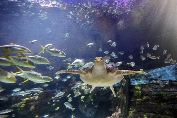 Hoteller i nærheden af SEA LIFE Timmendorfer Strand