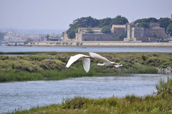 Eco Boat Tour i Ria Formosa Lagoon från Faro