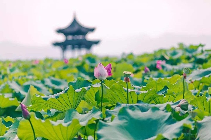 Fleksibel Hangzhou Private Tour fra Shanghai ved Bullet Train