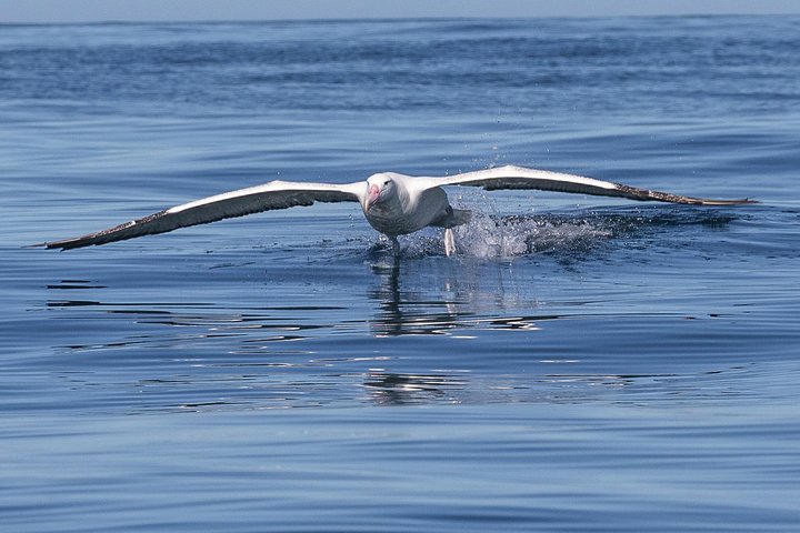 Albatrossen, zeehonden en zeevogels - Wildlife Cruise