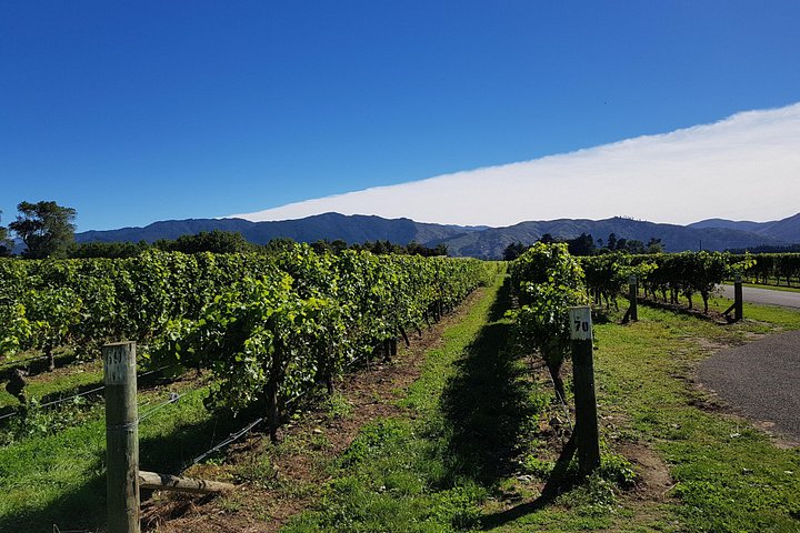 Assapora il tour del vino della valle a Marlborough con degustazione di vini