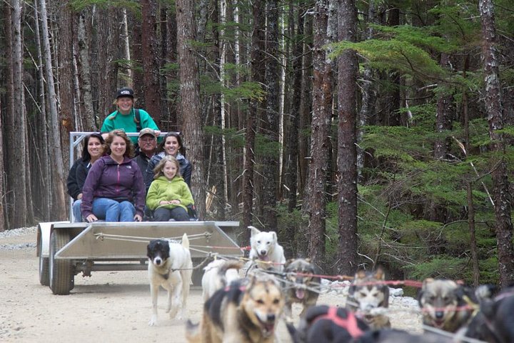 Aventura de perros en trineo y campamento de Musher en Skagway