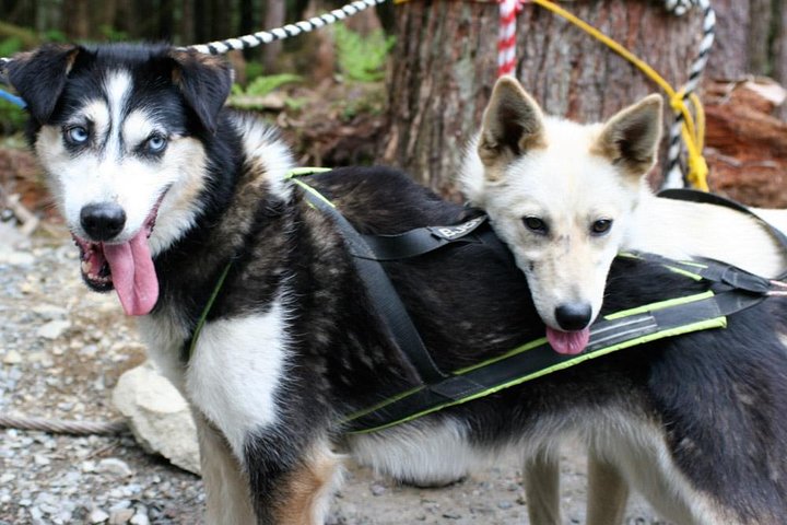Aventura de perros en trineo y campamento de Musher en Skagway