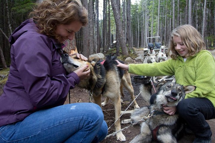Aventura de perros en trineo y campamento de Musher en Skagway