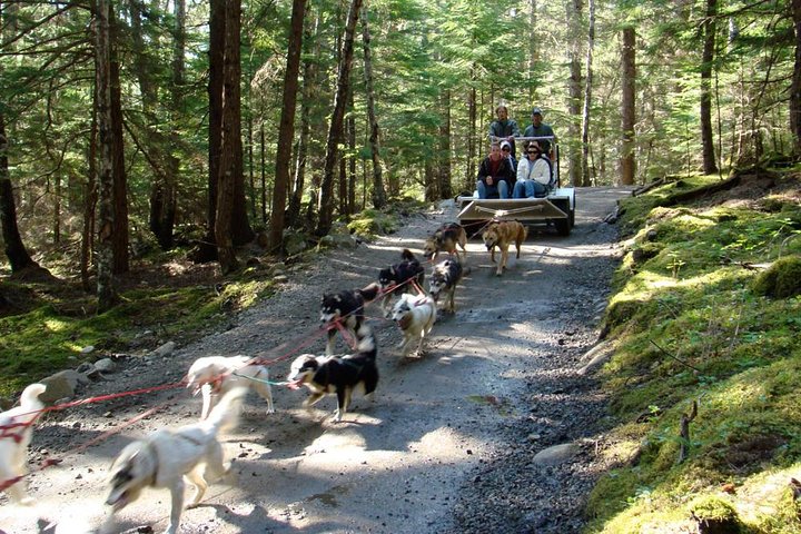 Aventura de perros en trineo y campamento de Musher en Skagway