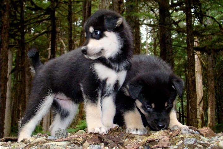 Aventura de perros en trineo y campamento de Musher en Skagway
