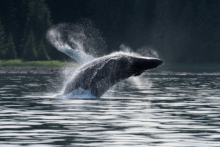 Hoteller i nærheten av Hoonah Whale-Watching Cruise