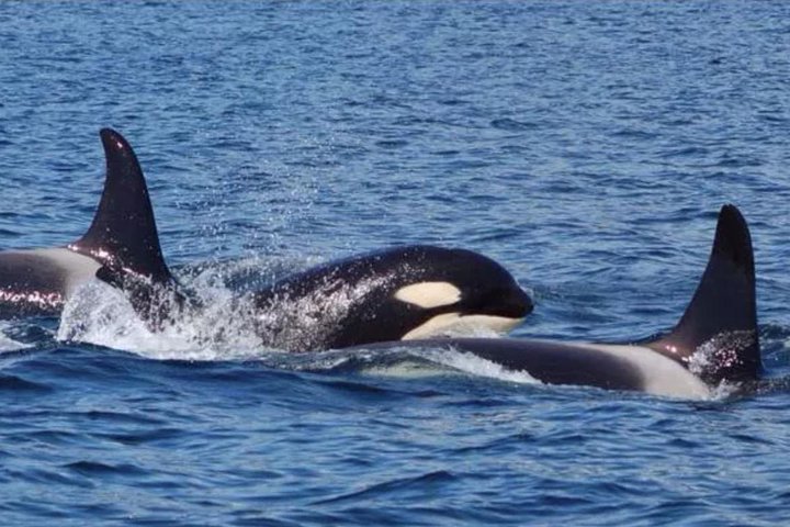 Hoteller i nærheten av Hoonah Whale-Watching Cruise