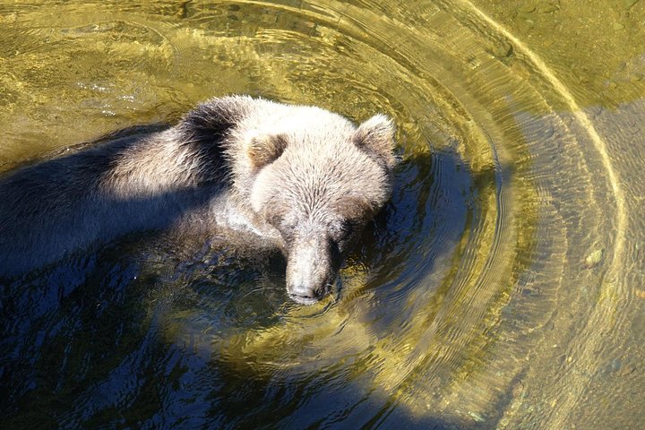 Visita a la isla de Chichagof: búsqueda del oso pardo