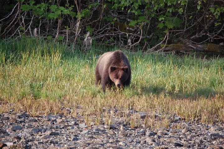 Visita a la isla de Chichagof: búsqueda del oso pardo