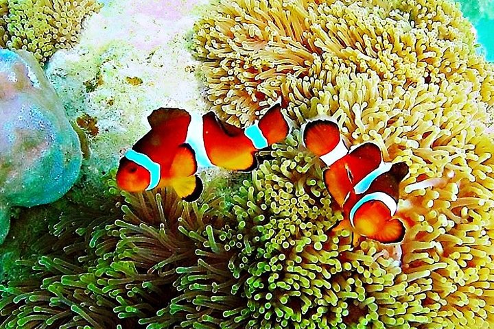 Bintan Schnorcheltour